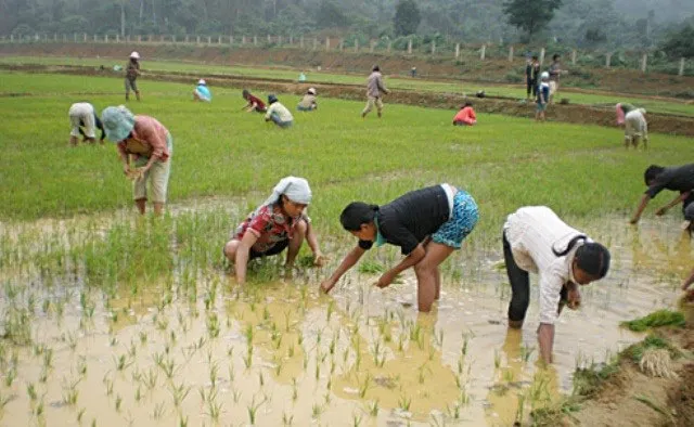 Sau hơn 40 năm xuống đồng bằng, giờ đây người Rục đã học được cách cấy lúa và nấu cơm như những người đồng bằng thực thụ.