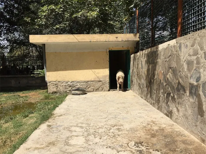 Hầu hết người dân Afghanistan đều chưa bao giờ nhìn thấy lợn.