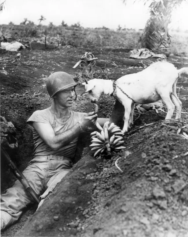 Một người lính Mỹ cho cừu ăn trong cuộc chiến lịch sử trên đảo Saipan với quân Nhật vào năm 1944.