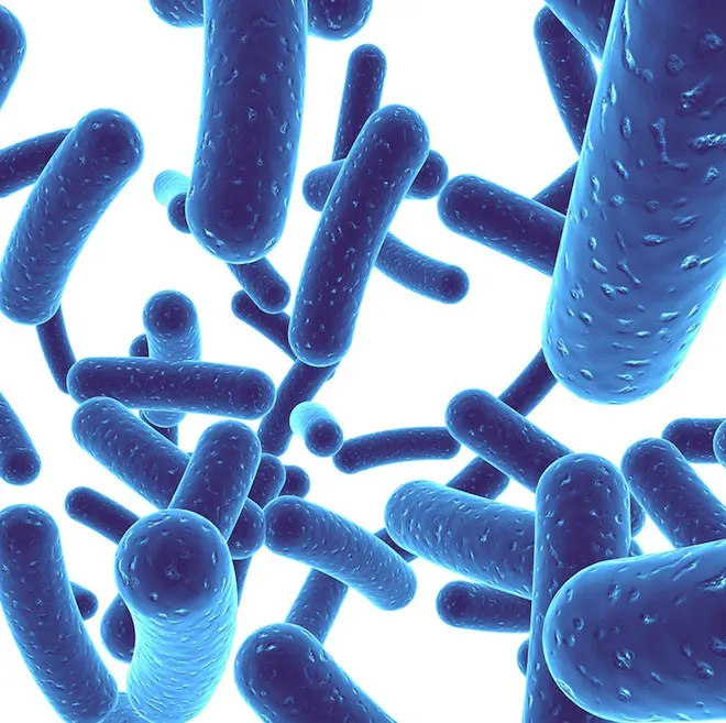 Lợi khuẩn probiotic