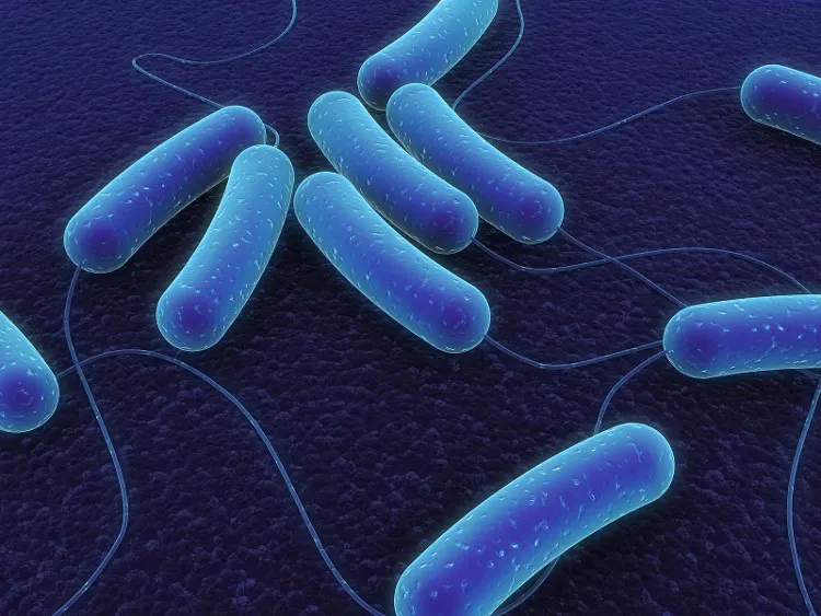 Vi khuẩn Clostridium Sporogenes