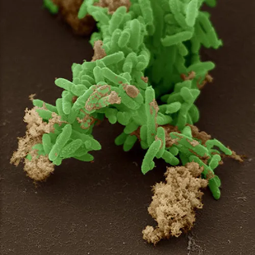 Vi khuẩn Geobacter