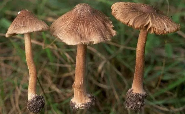 Nấm mũ khía nâu xám