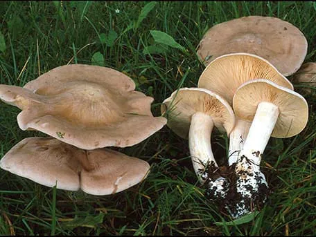 Nấm Entoloma sinuatum