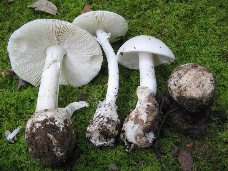 Nấm độc tán trắng