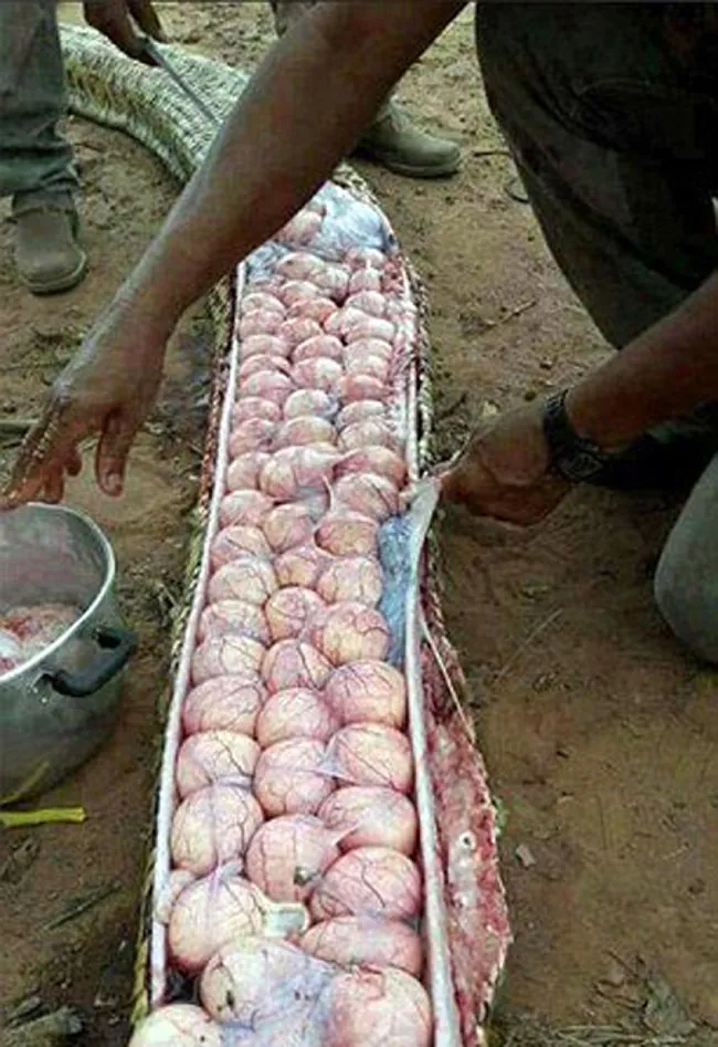 Bụng trăn căng phồng vì mang thai, không phải do nuốt chửng bê.