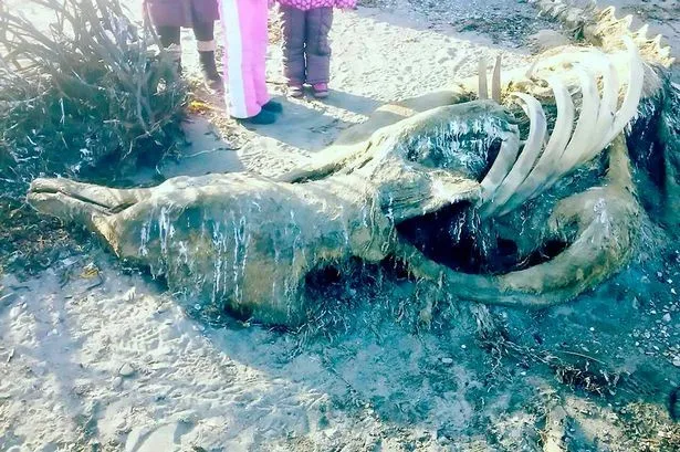 Xác của sinh vật được cho là "quái vật biển thời tiền sử" ở Nga.