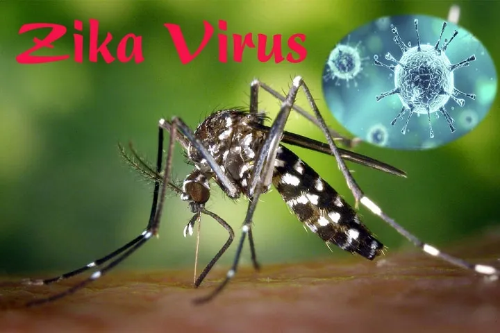Người nhiễm virus Zika dù có hay không có triệu chứng đều nguy cơ lây nhiễm cho muỗi và cho người khác.