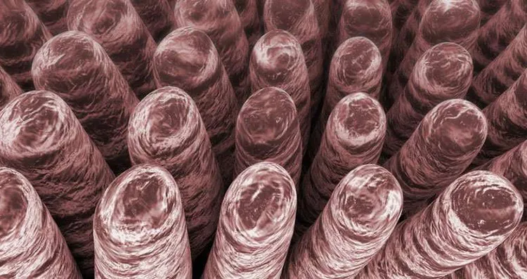Đội ngũ nghiên cứu đã phát triển một vật chất cực nhẹ có cấu trúc nano mang thiết kế của những lông tơ siêu nhỏ trong ruột người.