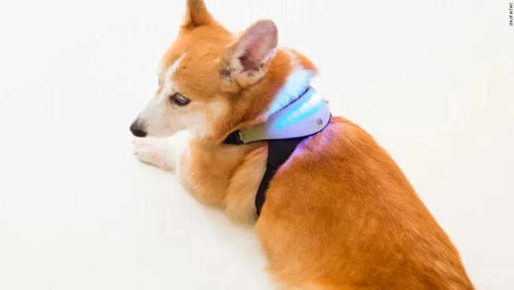 Inupathy có giá 149 USD, cho phép chủ nhân đọc được cảm xúc của chó cưng nhờ màu đèn LED hiển thị bên trên.