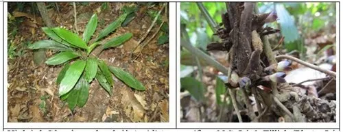 Cây và hoa loài Tỏi rừng hoa nhỏ, Aspidistra parviflora N.S. Lý &Tillich.