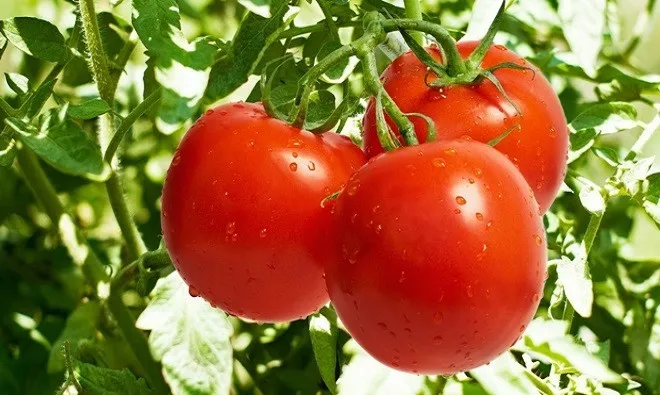 Cà chua là loại thực phẩm biến đổi gene đầu tiên được sử dụng rộng rãi tại Mỹ.