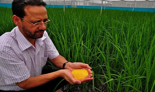 Lúa là cây lương thực chính cho hơn một nửa dân số thế giới.