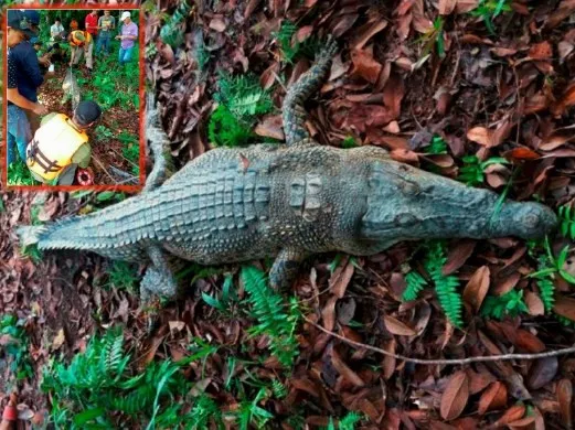 Con cá sấu 2,8m, nặng khoảng 200kg được cho là đã nuốt chửng ông Sili Ismail.
