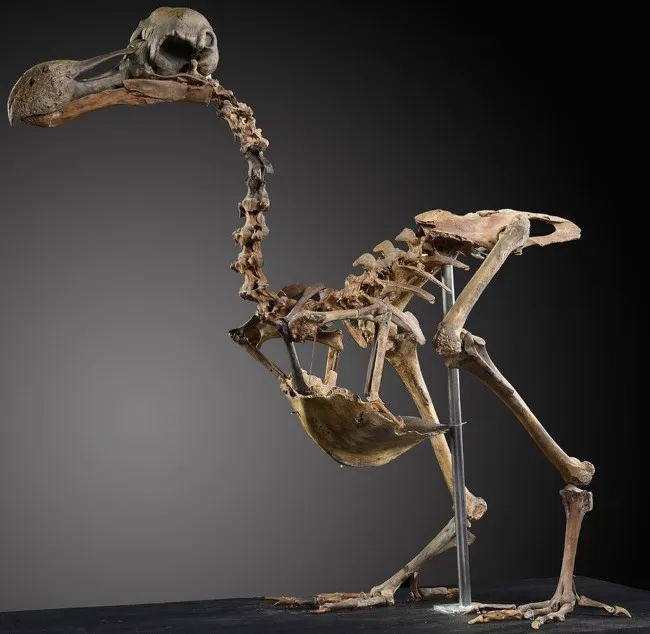 Bộ xương chim dodo tuyệt chủng được bán với giá 430.000 USD.