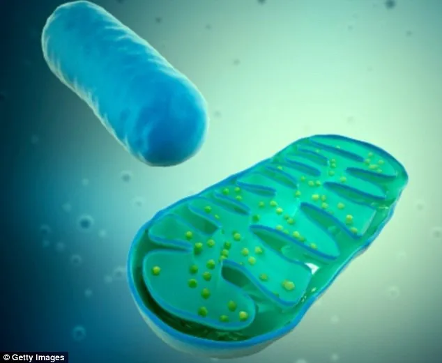 DNA ty thể bị đột biến có thể được loại bỏ.