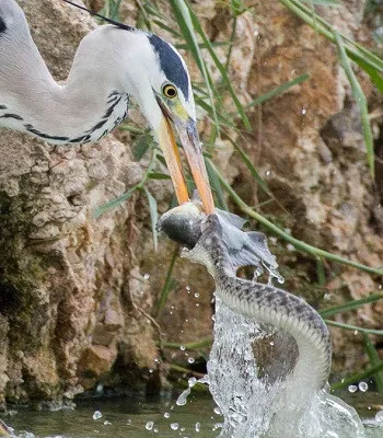 Chim diệc và rắn cùng lúc ngoạm chặt đầu cá.