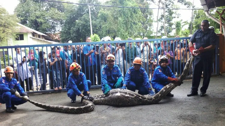Con trăn dài 6m, nặng 100kg bị bắt sau khi nuốt chửng một con dê tại Baling, Malaysia.