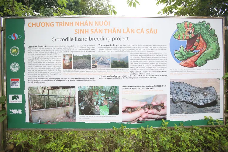 Trên thế giới, loài này chỉ còn ở Trung Quốc khoảng 1.000 con, Việt Nam còn trên 100 con