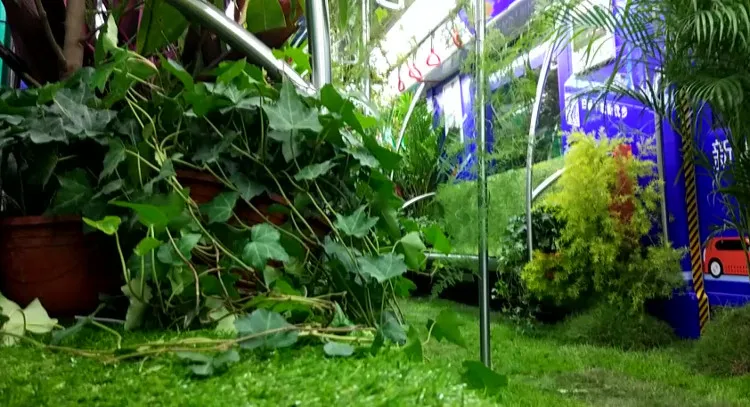Thành phố mong muốn xanh hóa các phương tiện công cộng.