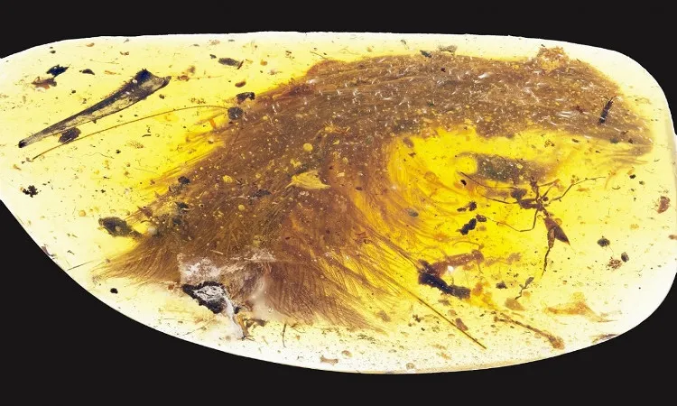 Đây là một chiếc đuôi hoàn chỉnh còn nguyên lông vũ của loài khủng long coelurosaur