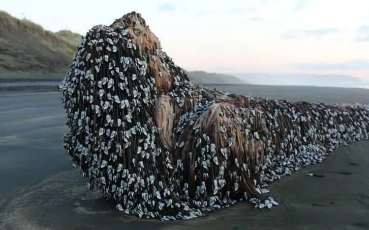 Vật thể lạ dạt vào bờ biển New Zealand.