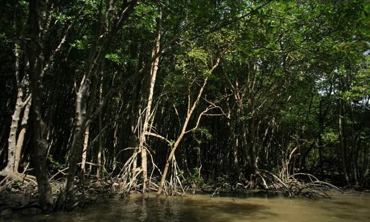 Khu dự trữ sinh quyển rừng ngập mặn Cần Giờ