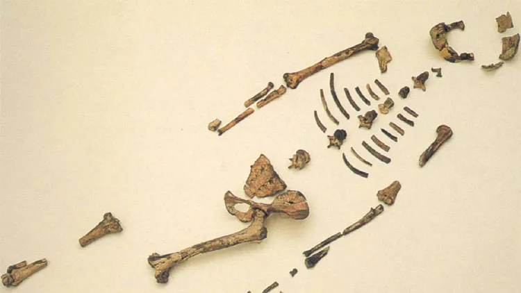 Những phần còn lại của Lucy.