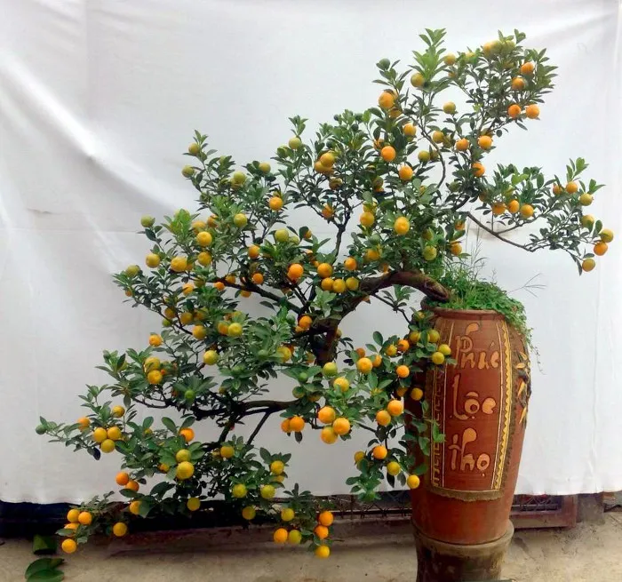 Một cây quất bonsai đẹp cho ngày Tết.