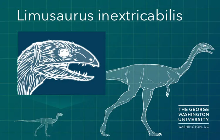 Hình ảnh mô phỏng loài khủng long Limusaurus.