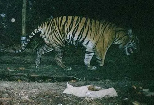 Chú hổ "ba chân" ở đảo Sumatra.