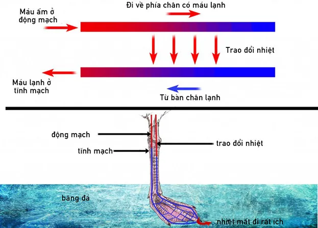 Hệ thống lưu thông máu ở chân chim