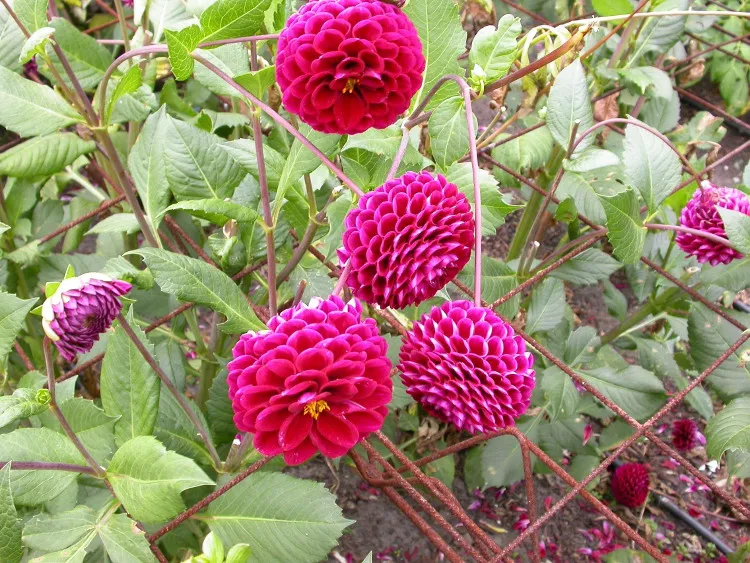 Hoa thược dược rất được ưa chuộng trong ngày Tết.