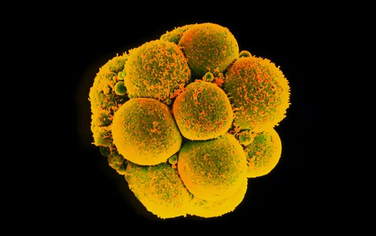 Các nhà khoa học Trung Quốc sử dụng công cụ chỉnh sửa gene CRISPR/Cas9 để tạo ra phôi thai kháng virus HIV.