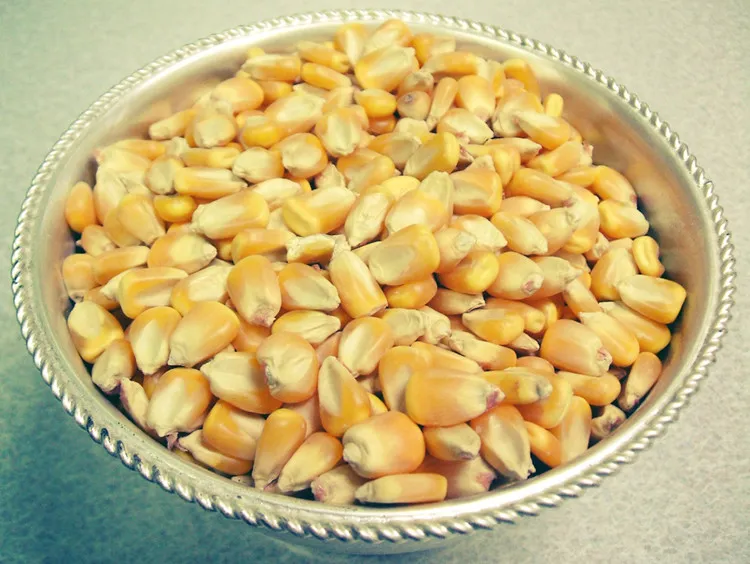 Hạt ngô