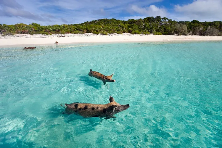 Đảo Sampson Cay and Exuma Cays, Bahamas
