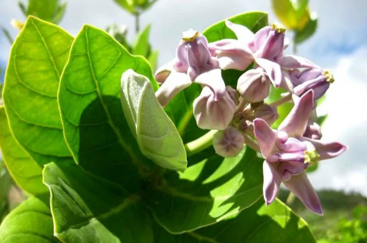 Loài hoa này mọc rất nhiều ven biển.