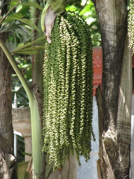 Khi bị ngứa bởi quả của đủng đỉnh, hãy dùng khăn khô hơ lửa nóng, lau đều và không được gãi.