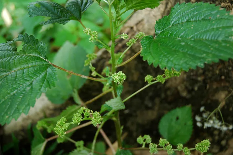 Cây lá han khá dễ nhận dạng.