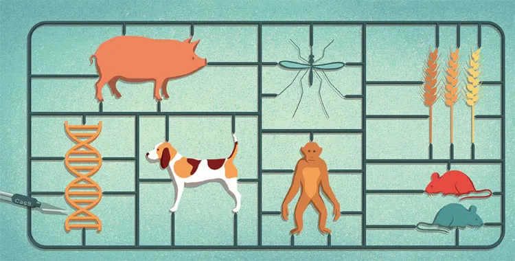 Khi mà CRISPR làm việc thành công trên tế bào bậc cao, nó mới trở thành một đột phá y học.