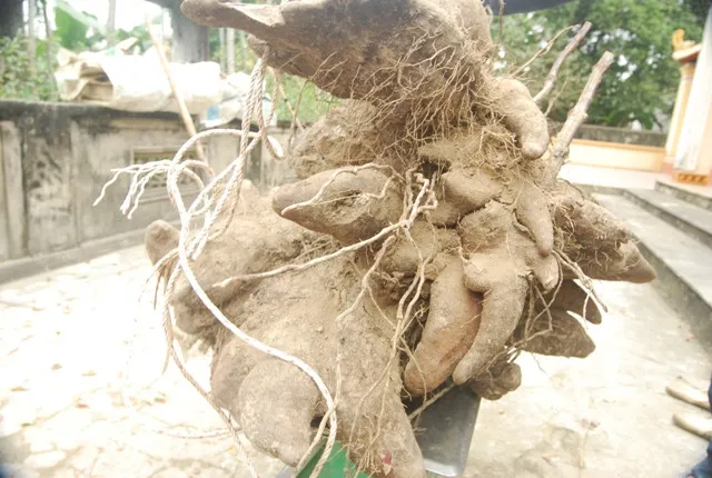 Đây là giống khoai phổ biến ở Nghệ An vì dễ trồng và cho năng suất cao.
