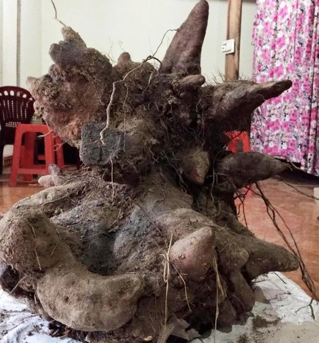 Củ khoai đang được để tại nhà ông Bắc cho mọi người chiêm ngưỡng.