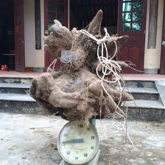 Củ khoai vạc rồng nặng tới 73kg.