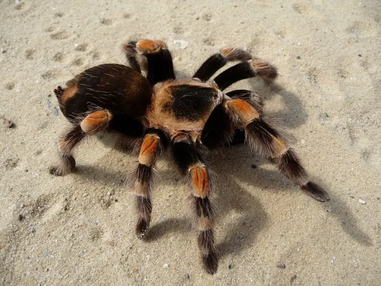 Nhện tarantula có vẻ ngoài dữ tợn, nhưng không có nọc độc.