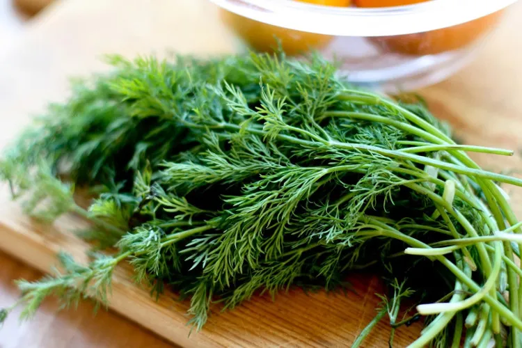 Thì là là một gia vị hay được dùng cho các món cá, mực
