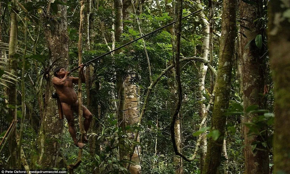 Nhờ leo trèo giỏi, người Huaorani ẩn nấp trên thân cây và theo dõi đường di chuyển của những con khỉ.