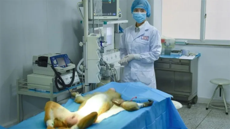 Công ty Trung Quốc đã cấy ghép mạch máu 3D vào người của 30 con khỉ nâu.