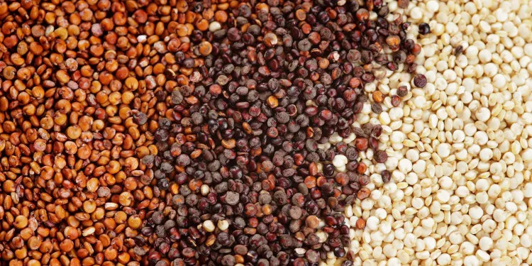 Quinoa - hạt diên mạch