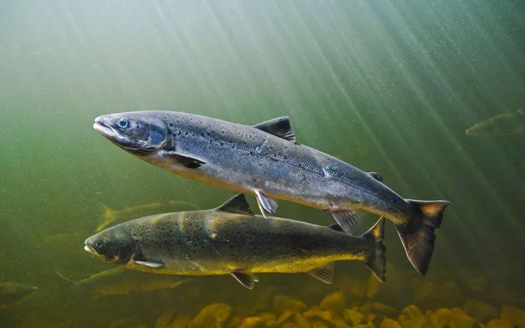 Salmon - cá hồi
