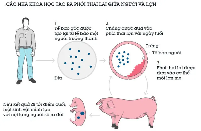 Quá trình lai tạo phôi thai người và lợn.